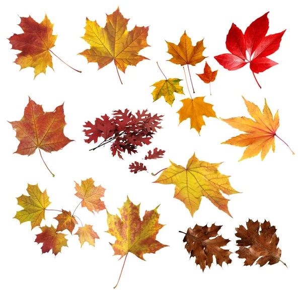 Autumn Leaves Collection Object Set Isolated White High Quality — Stock Photo, Image