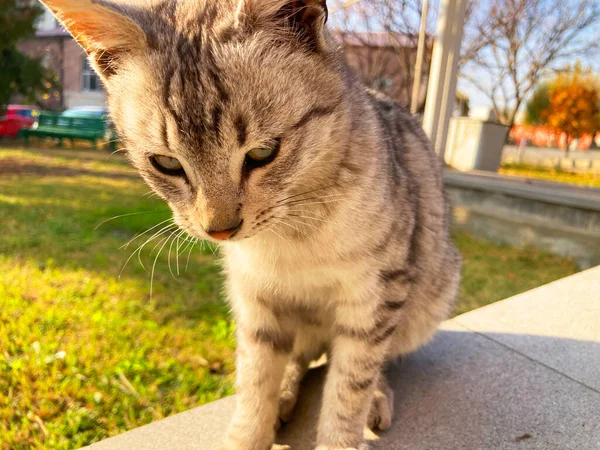 Behang Zeer Schattig Klein Katje — Stockfoto