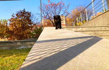 Duvar kâğıdı çok şirin küçük kedi yavrusu.