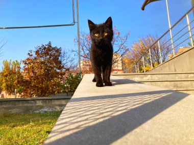 Duvar kâğıdı çok şirin küçük kedi yavrusu.