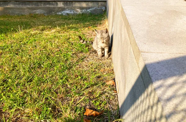 Duvar Kâğıdı Çok Şirin Küçük Kedi Yavrusu — Stok fotoğraf