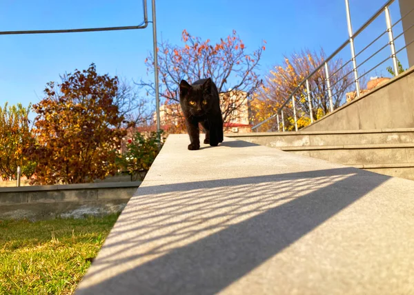 Tapet Mycket Söt Liten Kattunge — Stockfoto