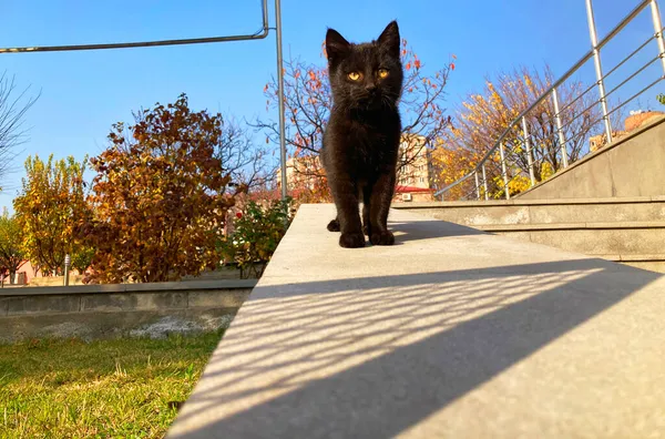 페이퍼 귀엽고 귀여운 고양이 — 스톡 사진