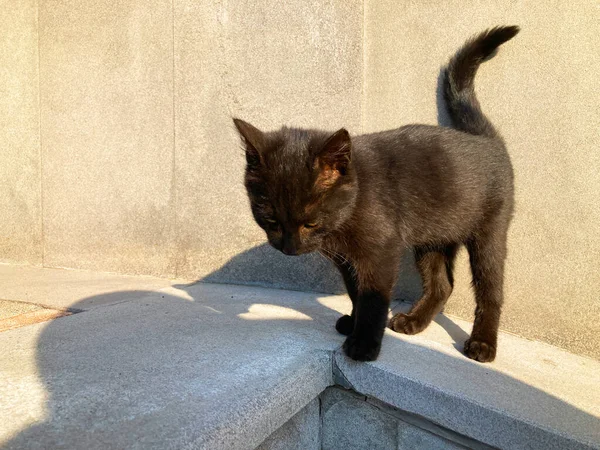 페이퍼 귀엽고 귀여운 고양이 — 스톡 사진