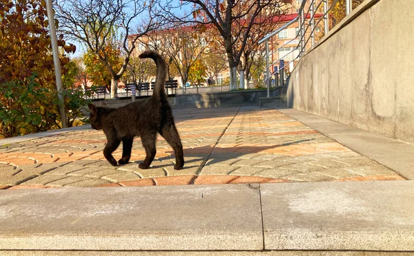 壁紙可愛い子猫ちゃん — ストック写真