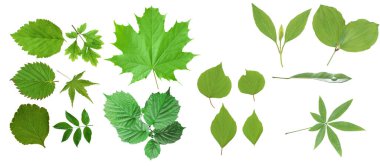 Beyaz arka planda izole edilmiş yeşil yapraklar..