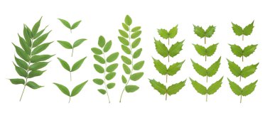 Beyaz arka planda izole edilmiş yeşil yapraklar..