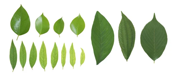 Eine Reihe Grüner Blätter Isoliert Auf Weißem Hintergrund — Stockfoto