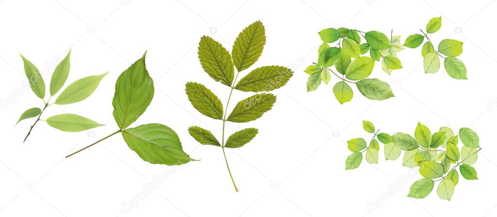 A set of green leaves isolated on a white background.