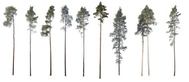 Çam ağaçlarının toplanması, beyaz arka planda izole edilmiş bir Noel ağacı.