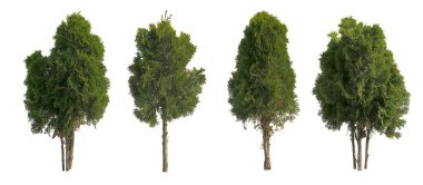 Çam ağaçlarının toplanması, beyaz arka planda izole edilmiş bir Noel ağacı.