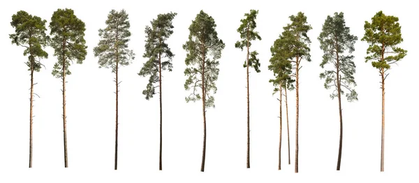 松の木のコレクション 白い背景に隔離されたクリスマスツリー — ストック写真