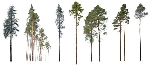 Koleksi Pohon Pinus Pohon Natal Terisolasi Pada Latar Belakang Putih — Stok Foto