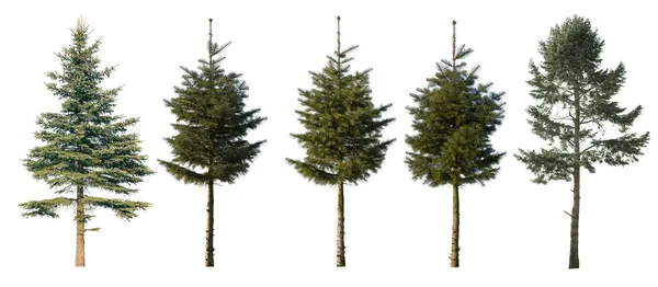 Çam Ağaçlarının Toplanması Beyaz Arka Planda Izole Edilmiş Bir Noel — Stok fotoğraf