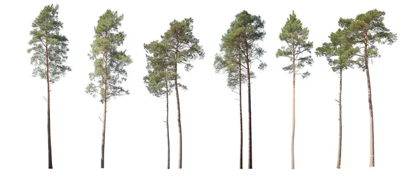 Колекція Соснових Дерев Ялинка Ізольована Білому Тлі — стокове фото