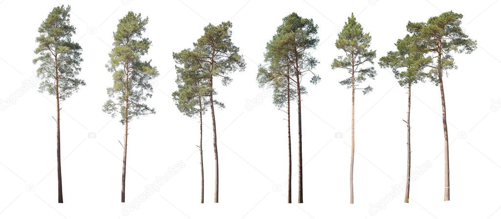 Collection of pine trees, a Christmas tree isolated on a white background
