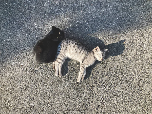 Dois Gatos Bonitos Estão Deitados Asfalto Fundo Bonito — Fotografia de Stock