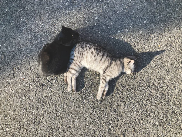 Twee Schattige Katten Liggen Het Asfalt Leuke Achtergrond — Stockfoto