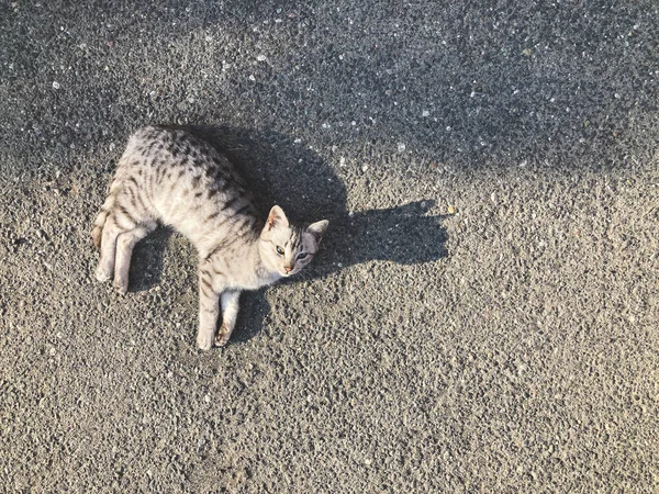 Little Cat Lying Asphalt Cute Background — Stock Photo, Image