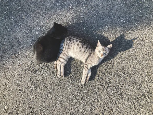Dois Gatos Bonitos Estão Deitados Asfalto Fundo Bonito — Fotografia de Stock