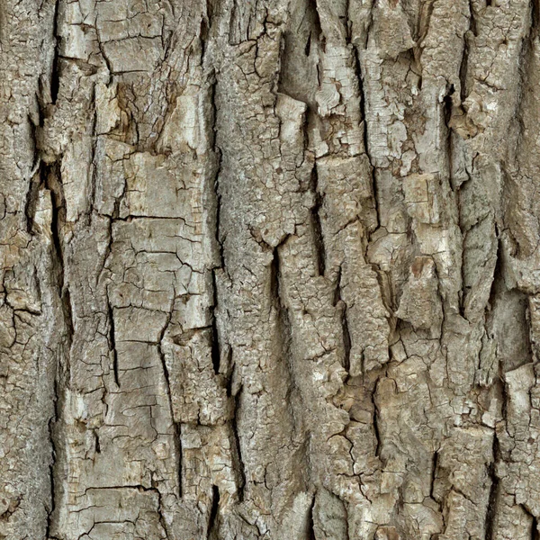 Texture Bark High Quality — Stock Photo, Image