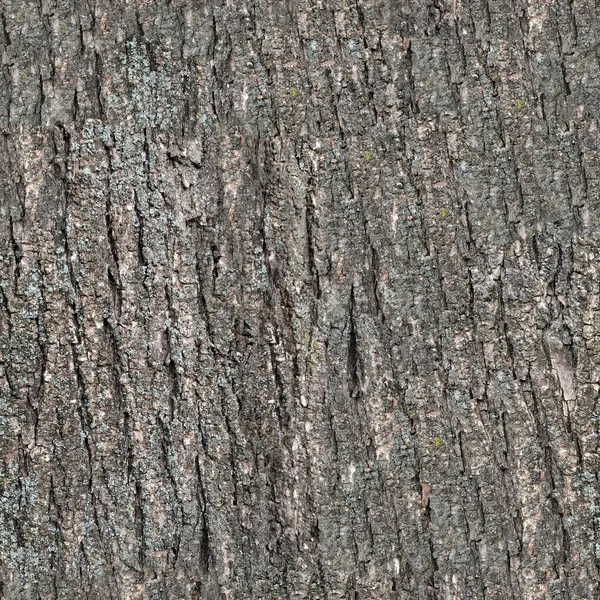 Кора Текстуры Высокого Качества — стоковое фото