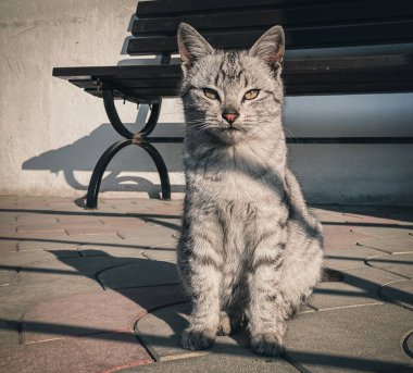Küçük bir kedi yavrusu. Sıradan bir arka planda gri bir kedi. Çok güzel bir geçmiş.