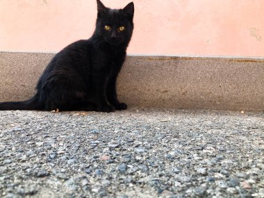 Küçük bir kedi yavrusu. Sıradan bir arka planda gri bir kedi. Çok güzel bir kedi yavrusu. Sıradan bir arka planda siyah bir kedi. Çok güzel bir arka plan.