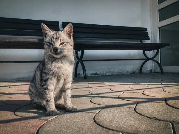 Petit Chaton Chat Gris Sur Fond Ordinaire Très Beau Fond — Photo