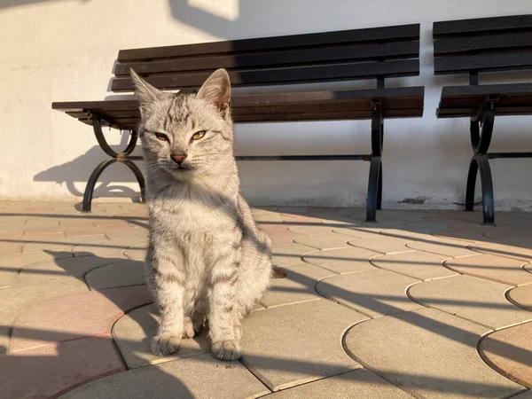 Petit Chaton Chat Gris Sur Fond Ordinaire Très Beau Fond — Photo