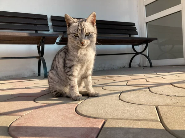 Petit Chaton Chat Gris Sur Fond Ordinaire Très Beau Fond — Photo