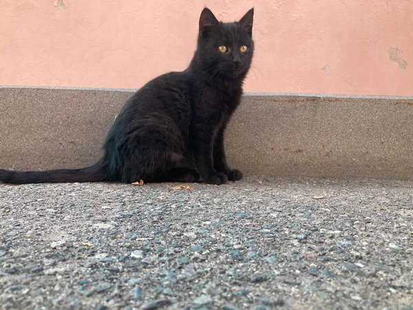 一只小猫咪 一只普通背景的灰色猫 非常漂亮的小猫 一只普通背景的黑猫非常漂亮的背景背景 — 图库照片