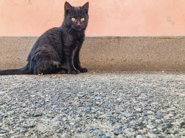 子猫ちゃん 普通の背景に灰色の猫 とても美しい小さな子猫 普通の背景に黒い猫がいる 非常に美しい背景デュルの背景 — ストック写真