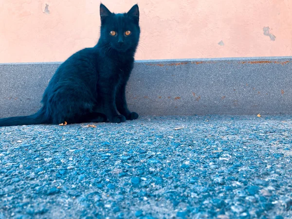 子猫ちゃん 普通の背景に灰色の猫 とても美しい小さな子猫 普通の背景に黒い猫がいる 非常に美しい背景デュルの背景 — ストック写真