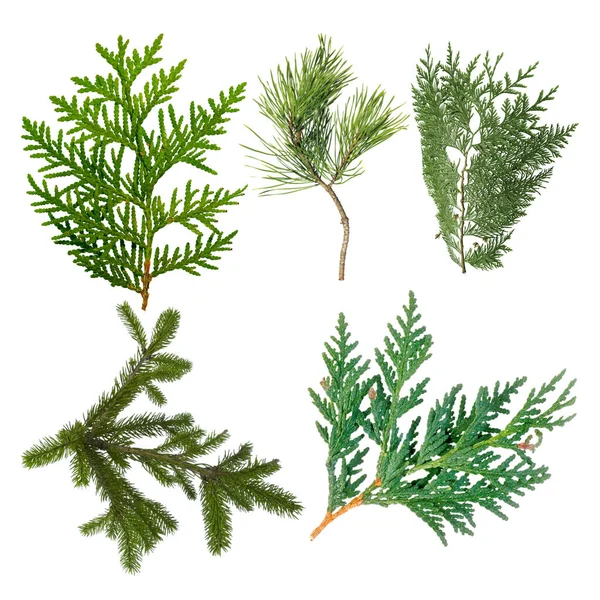 Tak Van Groene Thuja Een Witte Achtergrond — Stockfoto