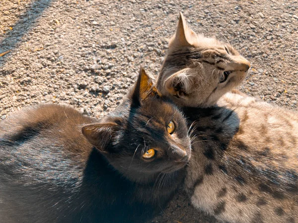 Dois Gatos Muito Bonitos Abraçando Uns Aos Outros — Fotografia de Stock
