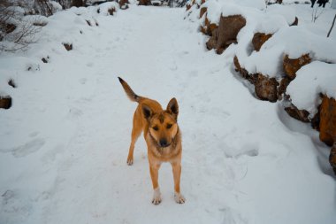 Brown dog in the snow on a sunny day
