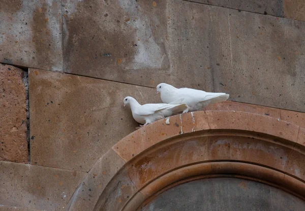 Two Pigeons Sitting Armhole Church Close — Φωτογραφία Αρχείου