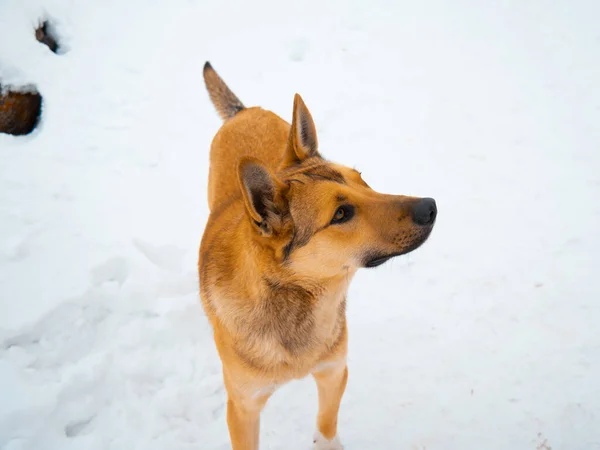 Brown Dog Snow Sunny Day — Stockfoto