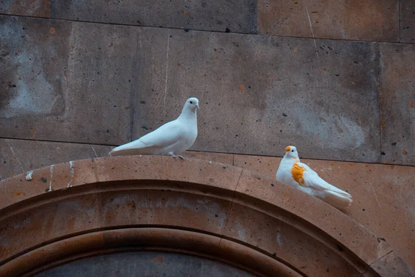 Two Pigeons Sitting Armhole Church Close — Stock Photo, Image