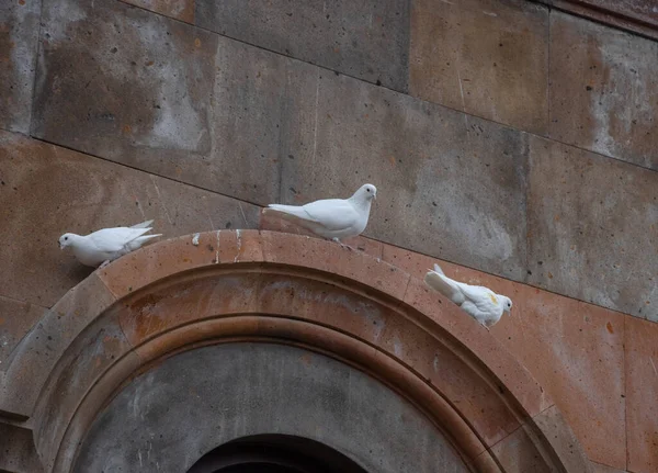 Three Pigeons Sitting Armhole Church — Fotografia de Stock