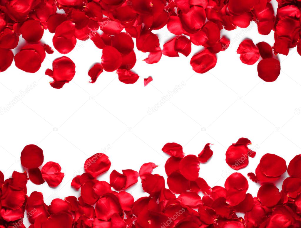 Background with Rose petals, isolated on white background, happy 8th of March copy space
