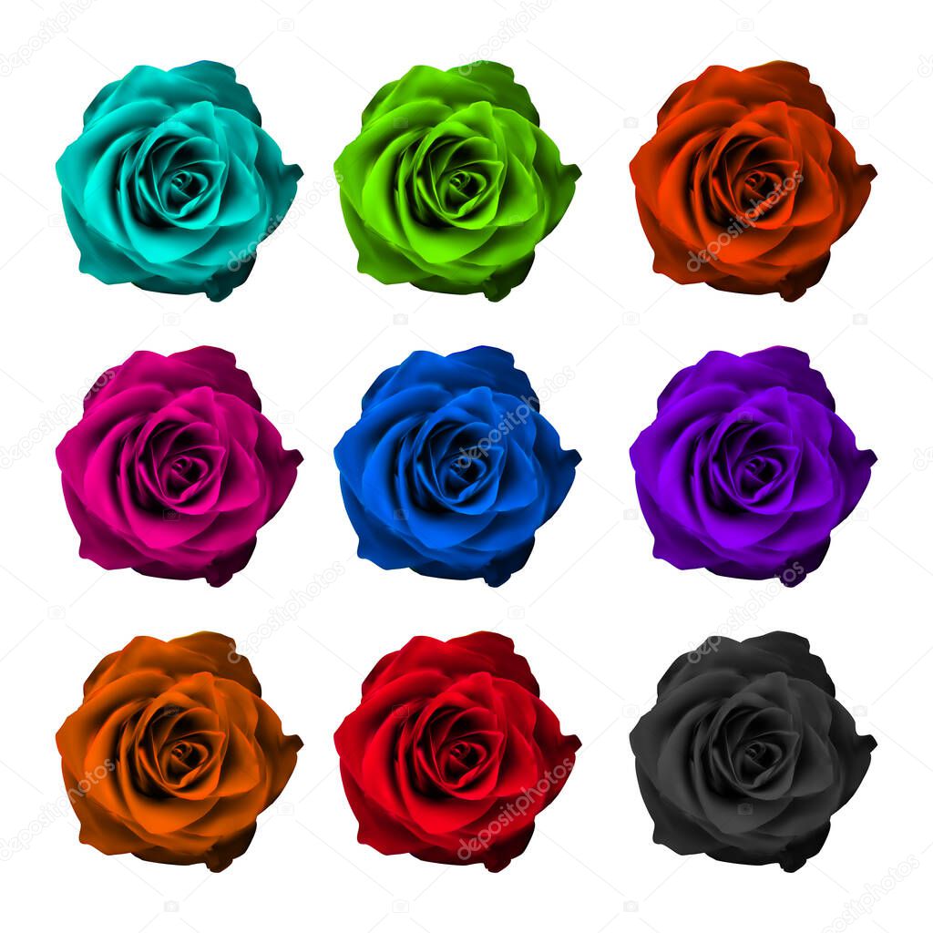 Roses isolated white background, happy 8th of March