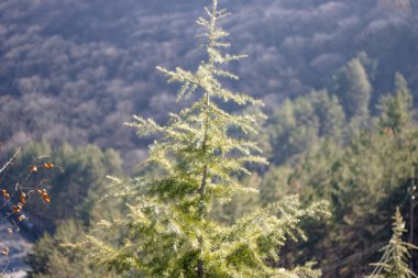 Yeşil eşkıya. Ormanda, arka planda.