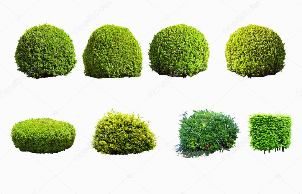 Plants and bushes collections on a white background