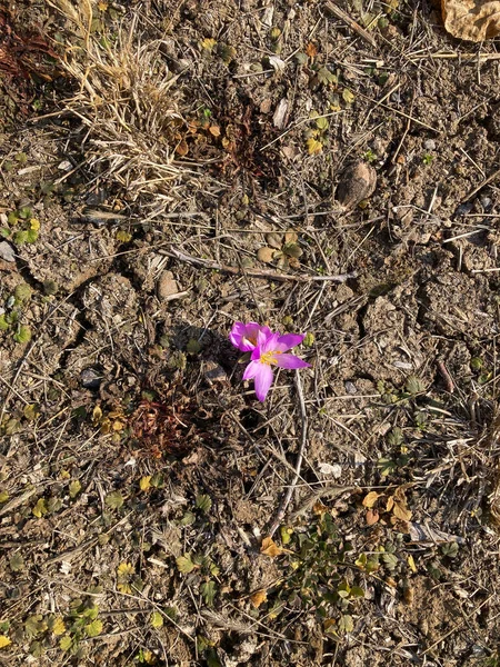 Chute Neige Fleur Sur Sol Bonjour Printemps — Photo