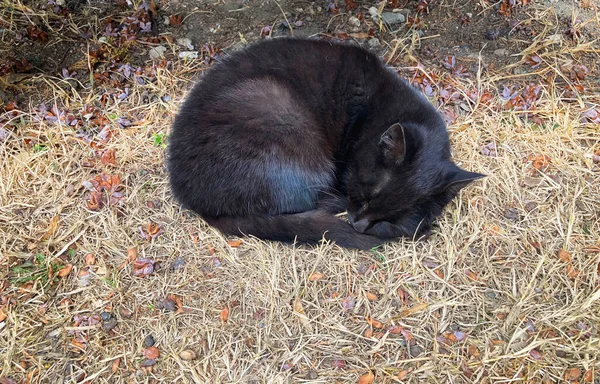 Kleine Schwarze Katze Schläft Auf Dem Boden — Stockfoto