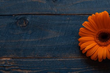 Gerbera çiçeği Ahşap Arkaplanda. Uluslararası Kadınlar Günü 'nün bayrağı, Anneler Günü, 8 Mart ve bahar arkaplanı. Boşluğu Kopyala