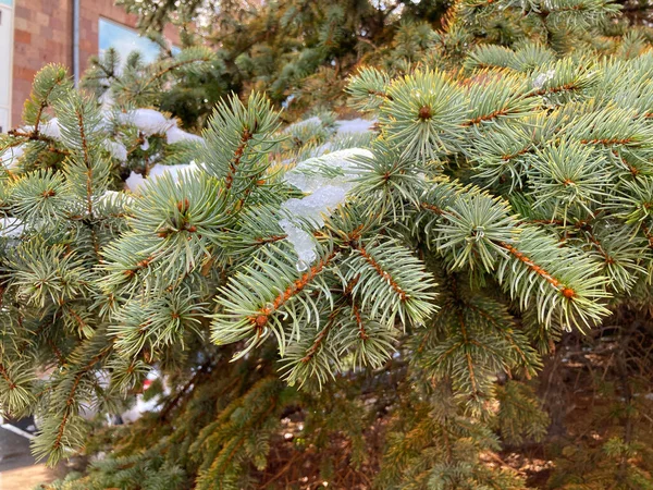 Christmas Tree Snow Background Christmas Tree Close — Stock Photo, Image