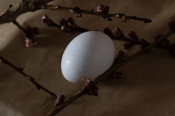 Marillenzweig Und Auf Kraftpapier Frühling Und Ostern Hintergrund — Stockfoto